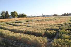 Wheat data plot example